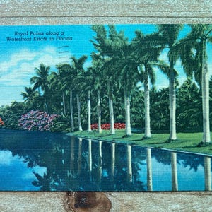 Paumes royales le long d'un domaine au bord de l'eau en Floride, 1953, timbre oblitéré, carte postale souvenir vintage