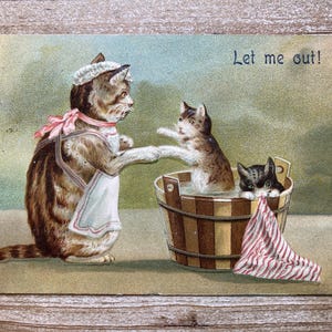 Laisse-moi sortir, famille de chats, baignoire, 1908, timbre oblitéré, carte postale ancienne