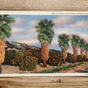 Une orangeraie typique de Californie, 30 juillet 1930, timbre oblitéré, carte postale souvenir ancienne