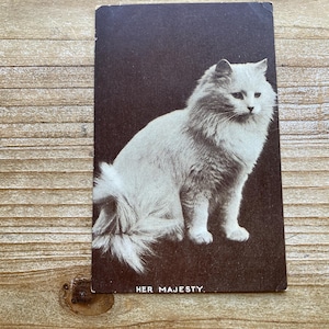 Sa Majesté, chat blanc grincheux, 1906, carte postale ancienne avec photo