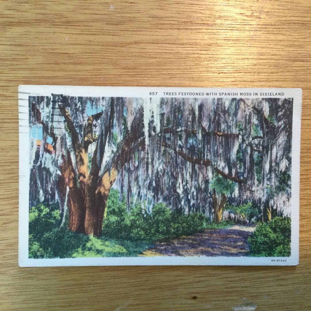 Trees Festooned With Spanish Moss in Dixieland Canceled Stamp 1950