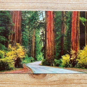 Redwood Highway, Californie, Ed Wood Post Card Co, 10 juillet 1958, timbre annulé, carte postale souvenir vintage