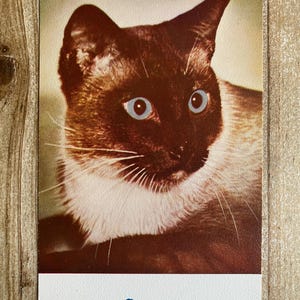 Siamois, photo de chat, art classique, inutilisé, carte postale vintage