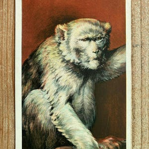 Ein wichtiges Mitglied der Tierfamilie der Ringling Brothers in Winter Quarters, Sarasota, Florida, unbenutzte, antike Souvenir Postkarte