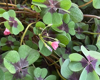 Kundenspezifische Kunst