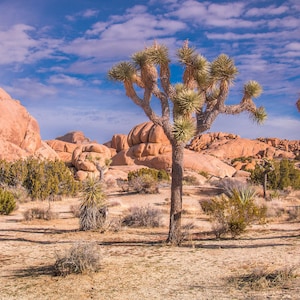 Joshua Tree National Park Print Desert Landscape Art Fine Art Print California Wall Art Home Decor Canvas Living Room Bedroom