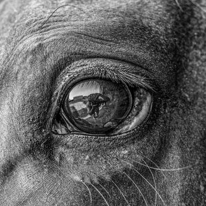 Reflection | Equine | Horses | Thoroughbred Horses | Fine Art | Print | Black & White I Fine Art Horse Print I Home Decor I