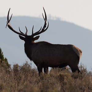Bull Elk Silhouette Yellowstone Wildlife Nature Print Rustic Decor Fine Art Photography Home Decor Wall Art Living Room Den