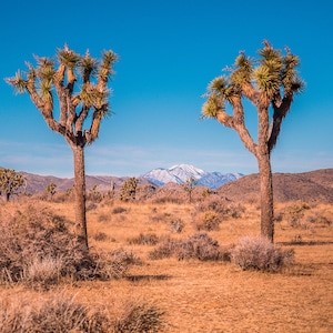 Joshua Tree National Park Print California Desert Sunset Photo Framed Wall Art Fine Art Photography Home Decor Palm Springs Art
