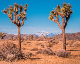 Joshua Tree National Park Photo Print: Desert Sunset, California Wall Art