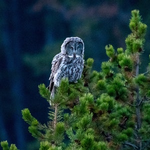 Grote grijze uil print Yellowstone National Park Wyoming Raptor Owl fotografie YNP Wildlife Photo Wall Art Home decor woonkamer canvas