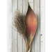 see more listings in the Dried Pod, Flower, Vine section