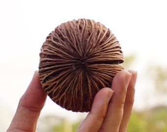 5 Dried Pong Pong Tree (known as Indian Devil Tree) Fruit Pods (Mixed Size) for Decoration and Flower Arrangement, Product from Thailand