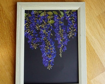 Fleurs bleues de Duranta Erecta séchées et pressées (goutte de rosée dorée, baie de pigeon, fleur céleste) dans un cadre pour décoration murale, cadeau pour elle, originaire de Thaïlande