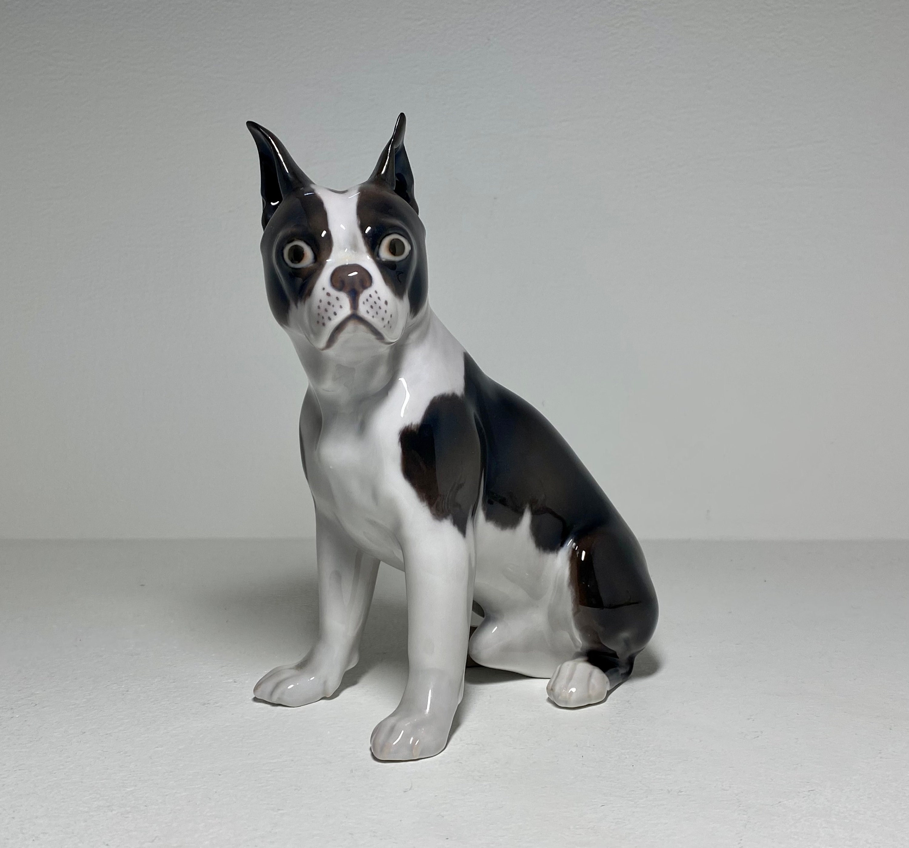 Porcelain Boston Terrier UK