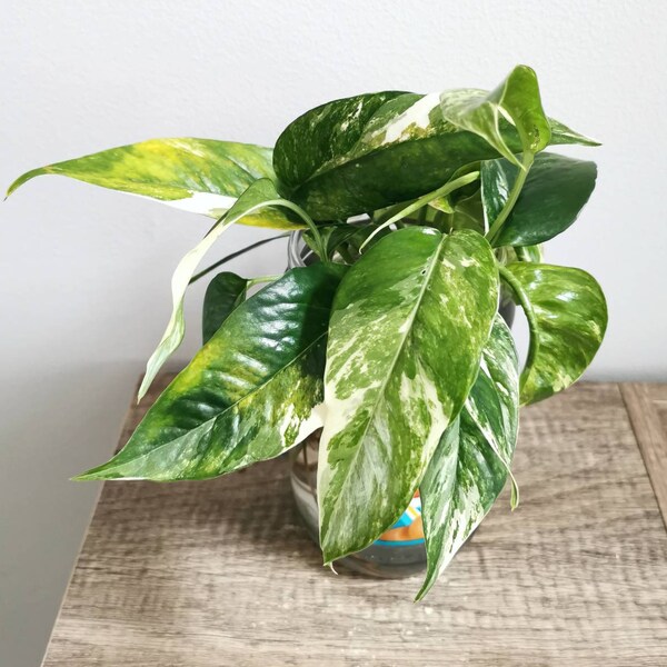 Rare House Plants Live Etsy
