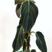 Philodendron Gigas | Free Shipping | Live House Plant | Rare Aroid | Collector's Favorite | US Seller 