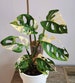 Monstera Adansonii Albo Variegated | Archipelago Variegation | Free Shipping | Live Rare House Plant | Collector's Favorite | US Seller