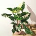 Syngonium Albo | Variegated Syngonium | Live House Plant | Rare Aroid | Collector's Favorite | US Seller 