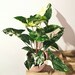 Syngonium Albo | Variegated Syngonium | Live House Plant | Rare Aroid | Collector's Favorite | US Seller