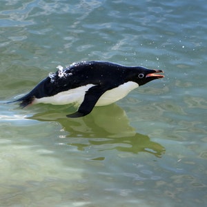 Adelie penguin in the water photo birds wildlife Western Antarctic Peninsula fine art photography picture