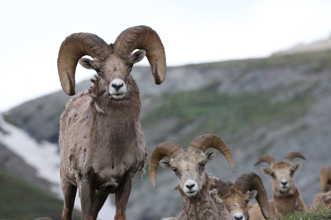 Bighorn Sheep Ram Herd in Banff National Park, Canadian Rockies ...