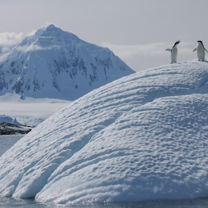 Penguins on an iceberg photo birds wildlife Western Antarctic Peninsula fine art photography picture