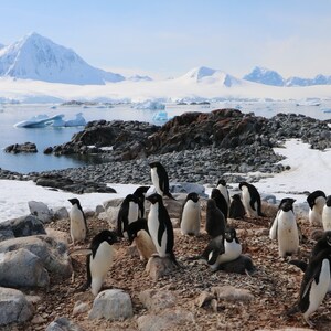 Adelie penguin bird colony with Mount William wildlife Western Antarctic Peninsula fine art photography picture