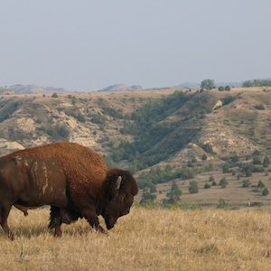 American bison western landscape Theodore Roosevelt National Park fine art wildlife photography picture
