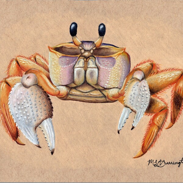 Ghost Crab - Print