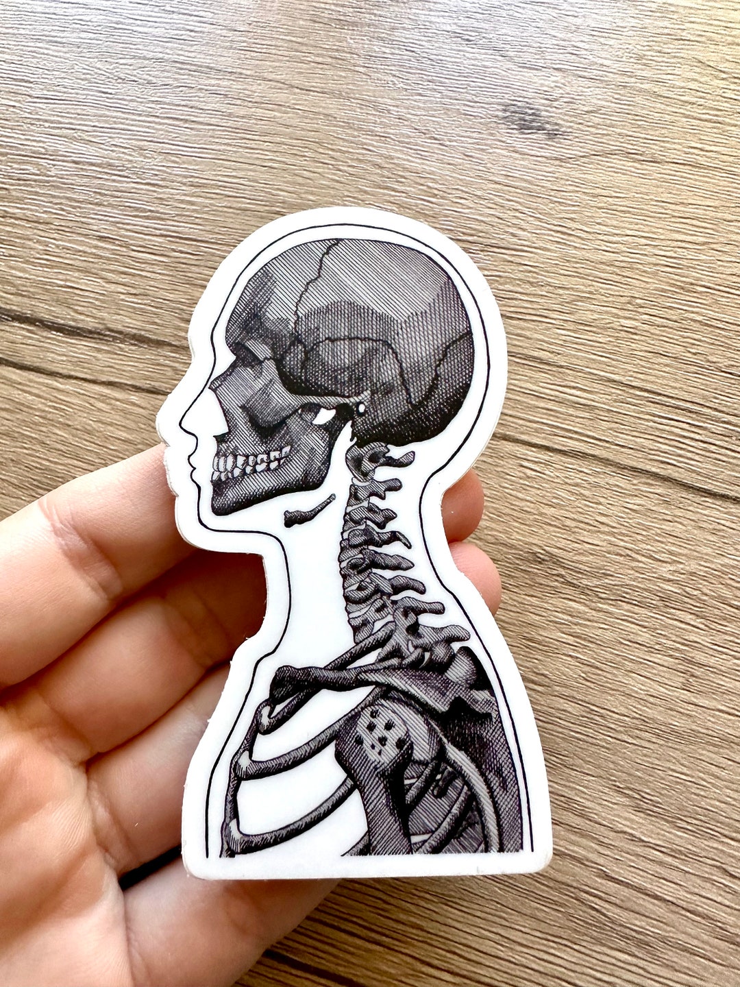 Skeleton Sticker: Matte Vinyl Side View (2” X 3.4”) - Etsy