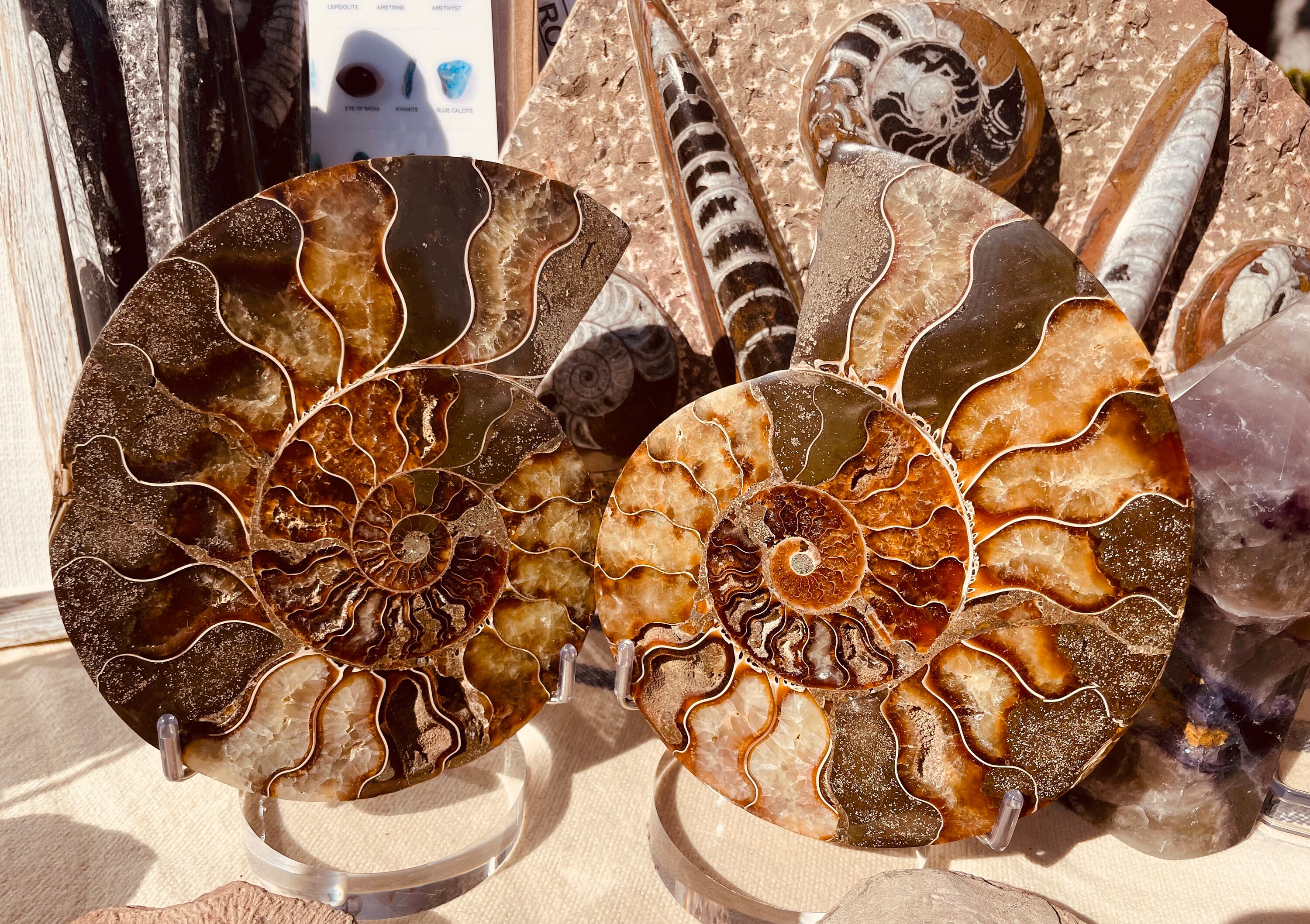 Increíble par de fósiles de amonita Druzy de Madagascar / Decoración del hogar / Fósil de espécimen / Regalo fósil Edad de dinosaurio de 100 millones de años - Etsy México