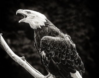 Screaming Eagle Wall Art, Canvas Print, Metal or Acrylic