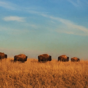 Bison Wall Art, Buffalo Wall Art, Bison Print, Bison Canvas, American Bison,