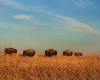 American Bison Print, Plains Landscape, Buffalo Wall Art