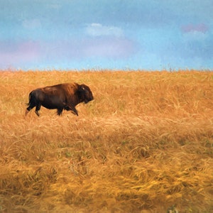 Bison Wall Art, Buffalo Wall Art, Bison Print, Bison Canvas, American Bison, Lone Bison