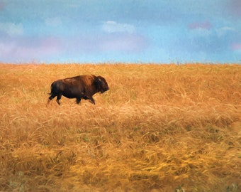 Puede incluir: Un bisonte solitario camina por un campo de hierba alta y dorada bajo un cielo azul con nubes blancas.
