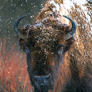Bison Wall Art, Buffalo Wall Art, Bison Print, Bison Canvas, American Bison, Lone Bison, Buffalo in Snow