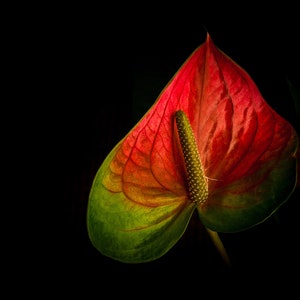 Flower Wall Art Red Flower Print Anthurium Print Beautiful Flower Art Anthurium