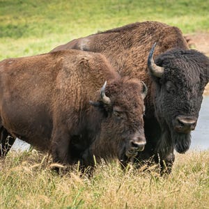 Bison Wandkunst, Buffalo Wandkunst, Bison Druck, Bison Leinwand, Amerikanischer Bison, Bison Paar,