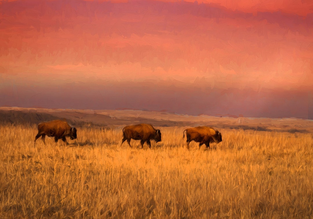Bison Wall Art, Buffalo Wall Art, Bison Print, Bison Canvas, American