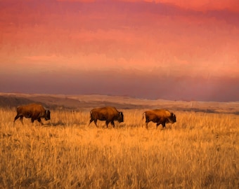 Puede incluir: Tres bisontes marrones caminan a través de un campo de hierba alta y dorada bajo un cielo de puesta de sol vibrante, rosa y naranja.