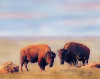 American Bison Art Print, Buffalo Canvas Wall Decor