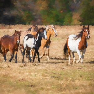 Horse Art, Horse Wall Art, Horses Print, Horses Canvas, Horses Wall Art
