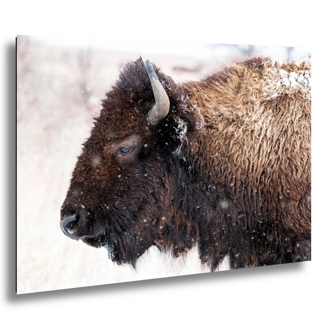 Winter Bison Print, American Buffalo in Snow, Wall Art - Etsy