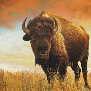 Bison Art Print, Buffalo print, Bison Canvas Art, Bison Canvas,  Bison Wall Art, Buffalo Wall Art, Bison Photography, Buffalo Photography