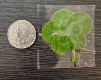 Rare 5 Leaf clover