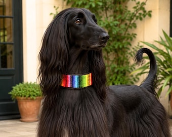 Afghan Hound Dog Collar