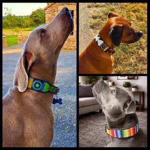 May include: Three dogs wearing decorative collars. One collar features a black base with vibrant blue, green, and orange circular patterns. Another collar has a brown base with white geometric shapes. The third collar displays a rainbow striped pattern.