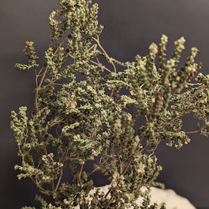 Organic Dried Oregeno Flowers. Grown in a witches garden near the Bay.